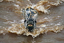 Common zebra (Equus quagga) swimming across the Mara River on migration, Masai Mara GR, Kenya