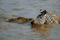 Nile Crocodile (Crocodylus niloticus) approaching Common Zebra (Equus burchellii) as it swims across Mara river during migration, Masai Mara GR, Kenya