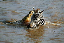 Nile Crocodile (Crocodylus niloticus) grabbing Common Zebra (Equus burchellii) as it swims across Mara river during migration, Masai Mara GR, Kenya