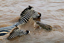 Nile Crocodile (Crocodylus niloticus) approaching Common Zebra (Equus burchellii) mother and foal as they swim across Mara river during migration, Masai Mara GR, Kenya