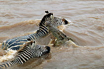 Nile Crocodile (Crocodylus niloticus) grabbing Common Zebra (Equus burchellii) as it swims across Mara river during migration, Masai Mara GR, Kenya
