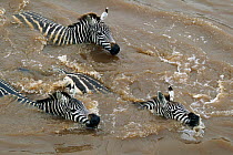 Common Zebra (Equus burchellii) swimming across Mara river during migration, Masai Mara GR, Kenya