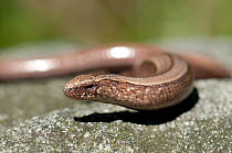 Slow worm {Anguis fragilis} basking on rock, UK