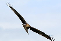 Black kite (Milvus migrans) in flight, Uganda