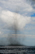 Lake flies (chironomid sp) swarming over Lake Victoria, mating behaviour, Uganda