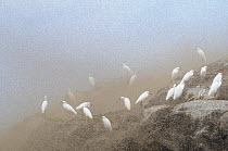 Lake flies (Chironomid sp) swarming on the shores of Lake Victoria over a flock of Egrets, Uganda