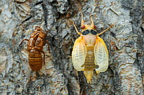 Periodical cicada (Magicicada septendecim) adult on tree trunk after final moult prior to hardening of exoskeleton, USA