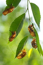 Periodical cicada (Magicicada septendecim) nymph cases left attached to leaves after moult, USA