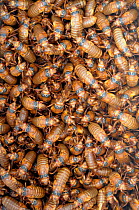 Mass emergence of Periodical cicada (Magicicada septendecim) nymphs, USA