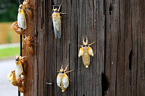 Periodical cicada (Magicicada septendecim) adults climbing up post after final moult prior to hardening of exoskeleton, USA