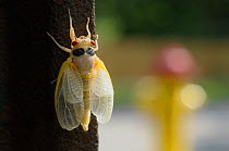 Periodical cicada (Magicicada septendecim) adult on post after final moult prior to hardening of exoskeleton, USA