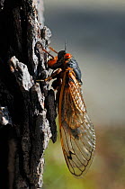 Periodical cicada (Magicicada septendecim) adult climbing up tree trunk after mass emergence, USA