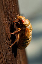 Periodical cicada (Magicicada septendecim) nymph on tree trunk after mass emergence, USA
