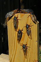 Periodical cicada (Magicicada septendecim) adults climbing up post after mass emergence, USA