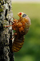Periodical cicada (Magicicada septendecim) nymph moulting after mass emergence, USA