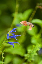 Hummingbird hawkmoth {Macroglossum stellatarum} flying to flower, Europe
