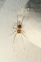 Spitting spider (Scytodes thoracica) in building, Europe