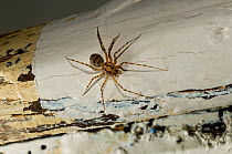 Spitting spider (Scytodes thoracica) in building, Europe