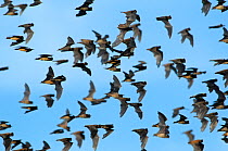 Mexican free-tailed bats (Tadarida brasiliensis) flying from / to Bracken Cave and Echert James Bat Caves, Texas, USA