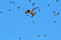 Red tailed hawk {Buteo jamaicensis} flying amongst and predating on Mexican free-tailed bats (Tadarida brasiliensis) flying from / to Bracken Cave and Echert James Bat Caves, Texas, USA
