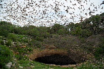 Mexican free-tailed bats (Tadarida brasiliensis) flying from Bracken Cave and Echert James Bat Caves, Texas, USA