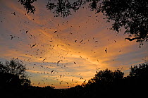 Mexican free-tailed bats (Tadarida brasiliensis) flying from Bracken Cave and Echert James Bat Caves, Texas, USA