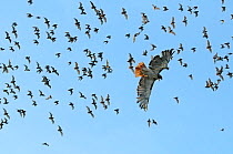 Red tailed hawk {Buteo jamaicensis} flying amongst and predating on Mexican free-tailed bats (Tadarida brasiliensis) flying from / to Bracken Cave and Echert James Bat Caves, Texas, USA