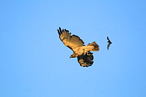 Red tailed hawk {Buteo jamaicensis} predating on Mexican free-tailed bats (Tadarida brasiliensis) flying from / to Bracken Cave and Echert James Bat Caves, Texas, USA