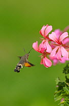 Hummingbird Hawk-moth (Macroglossum stellatarum) hovering at flower, feeding, Europe