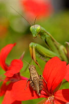 Eruopean praying mantis (Mantis religiosa) and brown cricket on flowers, Europe