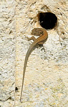 Common wall lizard {Podarcis muralis} at entrance to burrow in stone wall, Europe