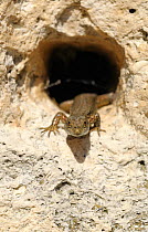 Common wall lizard {Podarcis muralis} emerging from burrow in stone wall, Europe