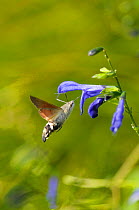 Hummingbird hawkmoth {Macroglossum stellatarum} hovering at plant, feeding, Europe
