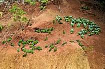 Flocks of Blue-headed Macaws (Primolius / Ara couloni) and Mealy amazon parrots (Amazona farinosa) feeding on minerals at a clay lick in rainforest, Peru