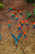 Scarlet macaws {Ara macao} and Red and green / Green winged macaws {Ara chloroptera} at clay lick in rainforest, Peru