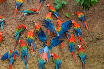 Scarlet macaws {Ara macao} and Red and green / Green winged macaws {Ara chloroptera} at clay lick in rainforest, Peru