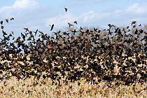 Flock of Red winged blackbirds {Agelaius phoeniceus} feeding in crop field, USA
