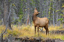 Elk (Cervus canadensis) cow sniffing air, part of mating behavior, Banff National Park, Alberta, Canada, September