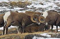 Bighorn sheep (Ovis canadensis) rams in an alpine meadow just before the rutting season, Jasper National Park, Rocky Mountains, Alberta, Canada, October