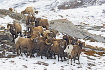 Bighorn sheep (Ovis canadensis) mature rams gathering in a wintry alpine meadow just before the rut, Jasper National Park, Rocky Mountains, Alberta, Canada, October