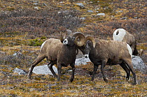 Bighorn sheep (Ovis canadensis) rams sparring, Jasper National Park, Rocky Mountains, Alberta, Canada, October