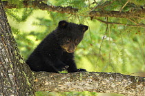 Black bear (Ursus americanus) cub in tree, Yellowstone National Park, Wyoming, USA, May