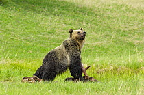 Young Grizzly bear (Ursus arctos horribilis) standing over bull Elk (Cervus canadensis) carcass, Yellowstone National Park, Wyoming, USA, June