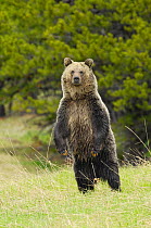 Grizzly bear (Ursus arctos horribilis) standing on hind legs, Yellowstone National Park, Wyoming, USA, June