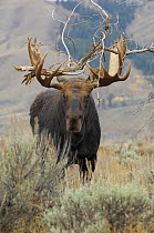 Moose (Alces alces) bull carrying large branch after thrashing antlers during mating season, Grand Teton National Park, Wyoming, USA, October