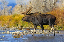 Moose (Alces alces) bull walking across the Gros Ventre River, Grand Teton National Park, Wyoming, USA, October