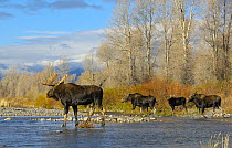 Moose (Alces alces) gathering along the Gros Ventre River during the rutting season, Grand Teton National Park, Wyoming, USA, October