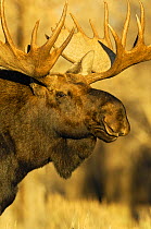 Moose (Alces alces) bull portrait, Grand Teton National Park, Wyoming, USA, October