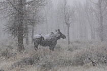 Moose (Alces alces) cow in snowstorm, Teton woods, Grand Teton National Park, Wyoming, USA, October