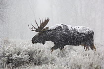 Moose (Alces alces) bull walking through woods during a snowstorm, Grand Teton National Park, Wyoming, USA, October